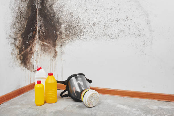 Best Same-Day Mold Removal  in Vernal, UT