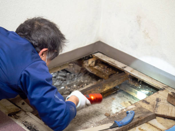 Best Same-Day Mold Removal  in Vernal, UT
