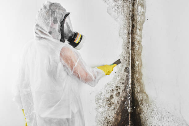 Best Attic Mold Removal  in Vernal, UT