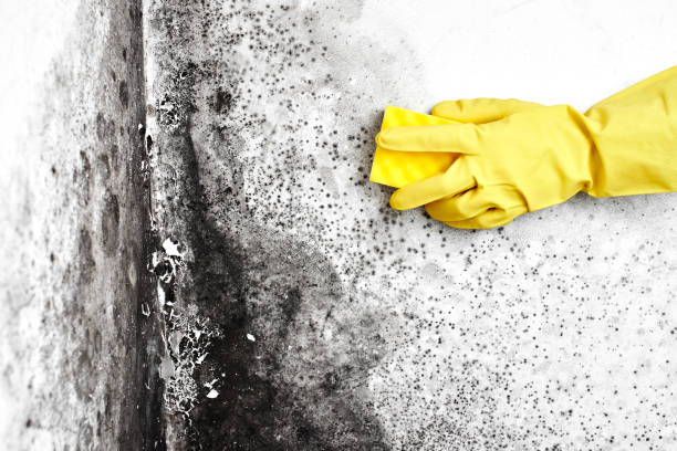 Best Mold Damage Repair  in Vernal, UT