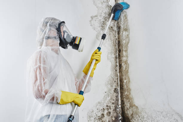 Professional Mold Removal in Vernal, UT