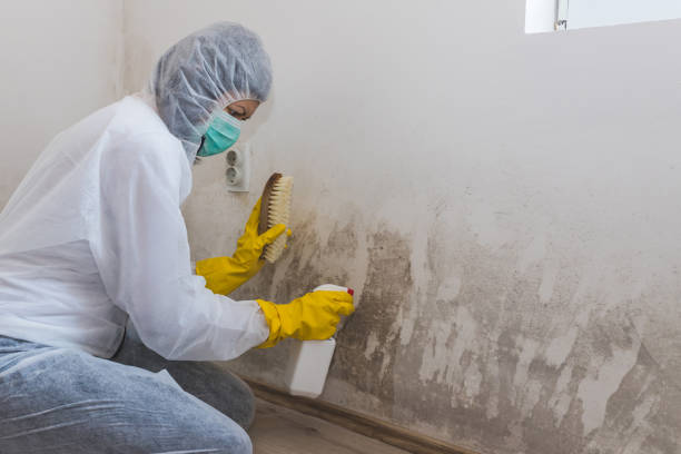 Best Mold Remediation  in Vernal, UT