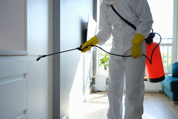 Best Local Mold Removal Service  in Vernal, UT
