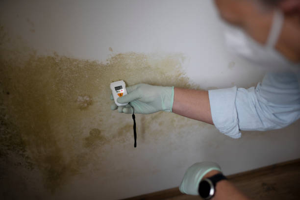 Best Black Mold Removal  in Vernal, UT