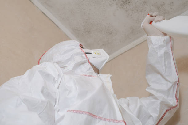 Best Fast Mold Removal  in Vernal, UT