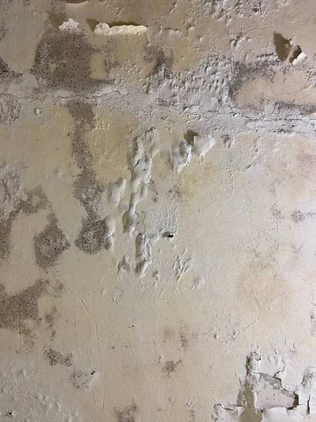 Best Emergency Mold Removal  in Vernal, UT