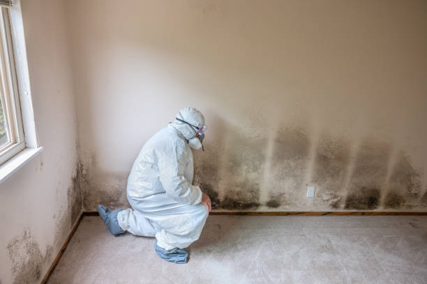 Best Mold Removal Company Near Me  in Vernal, UT