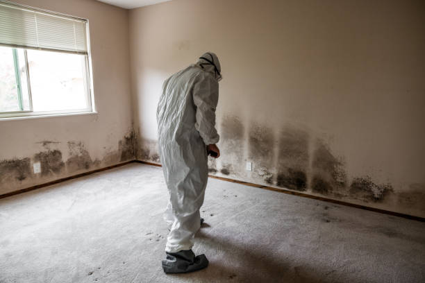 Best Commercial Mold Removal  in Vernal, UT
