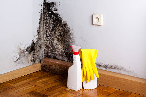 Best Certified Mold Removal  in Vernal, UT