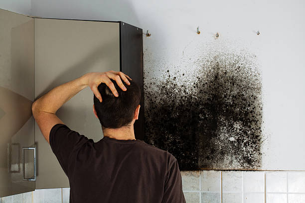 Best Black Mold Removal  in Vernal, UT