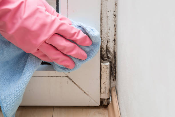 Best Affordable Mold Removal  in Vernal, UT