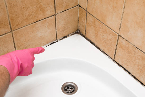 Mold Removal and Inspection in Vernal, UT